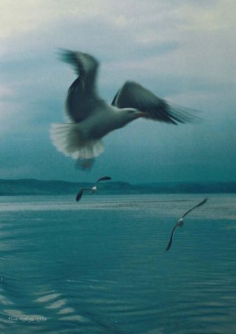 L'Oiseau d'Ecosse